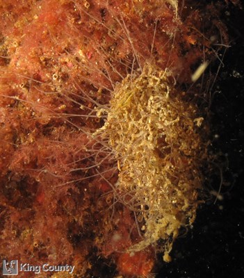Photo of Pista elongata